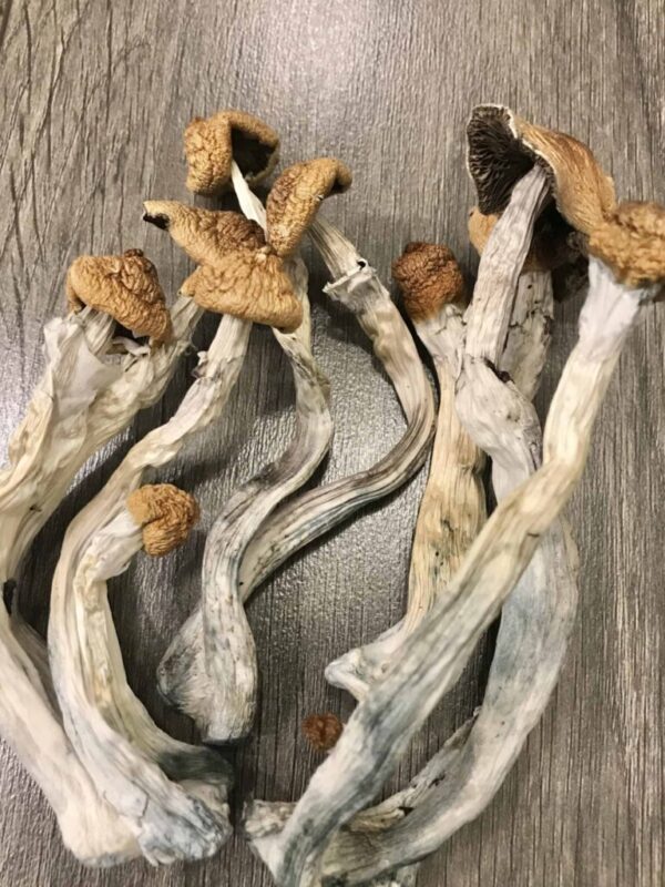 Buy Hillybilly Cubensis Mushrooms USA