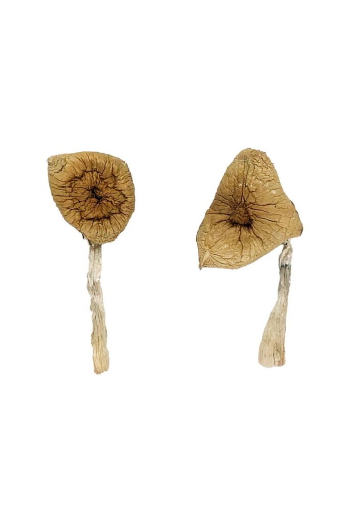 Person microdosing magic mushrooms safely in the UK with a guide