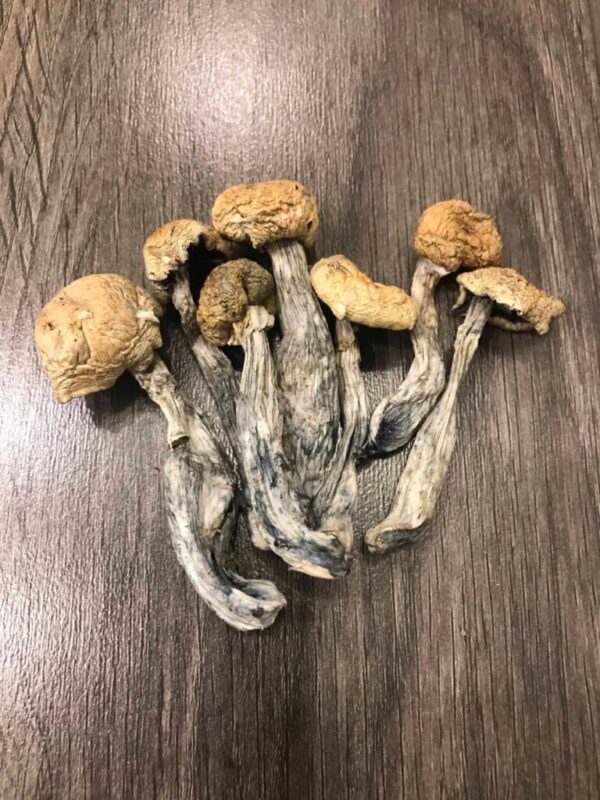 Buy Costa Rican Magic Mushrooms USA